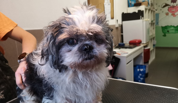 Žena se nedokázala postarat o desítku psů, většina z nich téměř oslepla