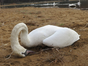 Tato labuť nepřežila rohlíkovou monodietu od návštěvníků Boleveckých rybníků