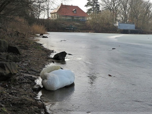 Uhynula i tato labuť