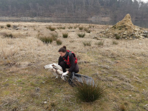 Pozůstatky čtvrté uhynulé labutě