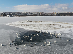 Zimující labutě na Boleváku v době mrazů