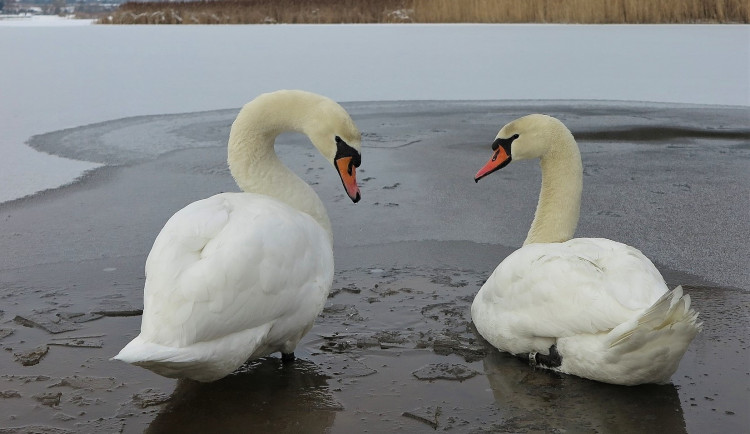 Labutě na Boleváku nepřežily krmení rohlíkovou dietou od návštěvníků rybníků