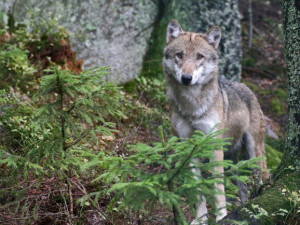 Vlci roztrhali deset selátek na šumavské ekofarmě, matka učila lovit svého potomka
