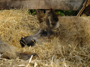Prasátko Mangalica