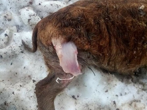 Takovou spošť nadělali vlci