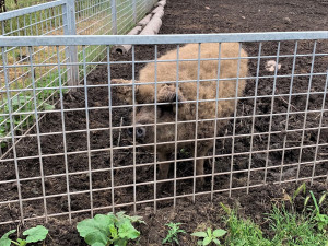 Prasátko Mangalica