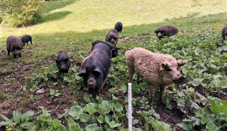 Farmáři ve Svinné chovají nejen tato prasata, ale i další hospodářská zvířata