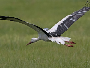 Čáp Kryštof vybavený vysílačkou zůstává v Senegalu