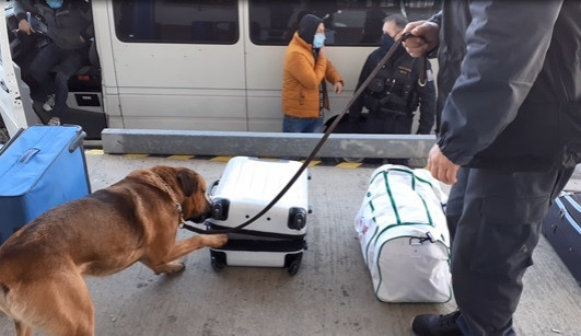 Služební pes celníků našel v dodávce úkryt s nákladem nelegálních cigaret