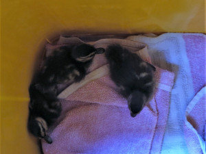 Odchycená kachňata