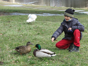 Známá kachna teď randí s novým samcem