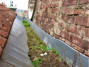 Na tomto místě za štítem domu v Sedláčkově ulici kachna snesla vejce