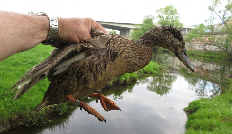 Svérázná kulhající kachna opakovaně vyvádí mláďata v historickém jádru Plzně