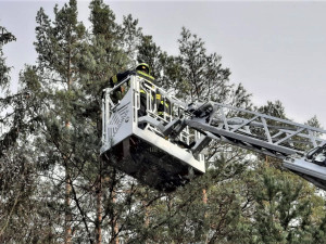 Hasiči neváhali použít výsuvnou plošinu, aby zachránili kočku z vysokého stromu