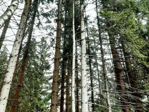 Hasiči zachraňovali ze stromu kocoura také na Špičáku