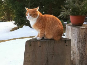 Zachráněný kocour Bobáš ze šumavského Špičáku