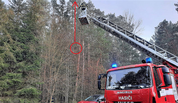 V tuto chvíli začala kočka šplhat až k vrcholku stromu