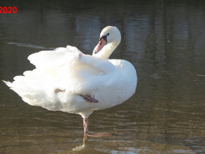 Hendikepovaná labuť s amputovaným křídlem budí pozornost, lidé stále volají, že je zraněná