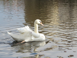 Hendikepovaná labuť s amputovaným křídlem budí pozornost, lidé stále volají, že je zraněná