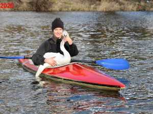 Odchyt labutě se zraněným křídlem
