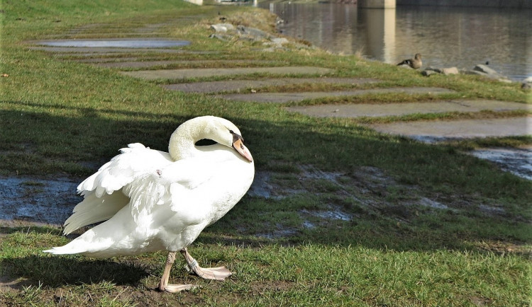 Hendikepovaná labuť s amputovanou částí pravého křídla se teď vyskytuje nejčastěji zde