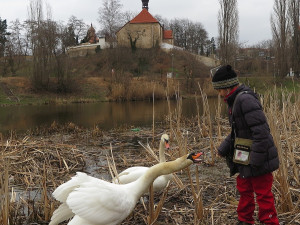 Nové působiště slavného labuťáka