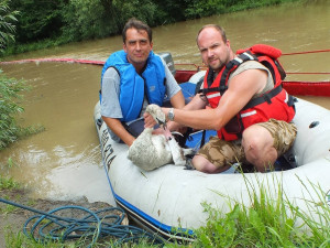 První setkání s labuťákem v roce 2012, kdy ho znečistil olej vyteklý z trafostanice