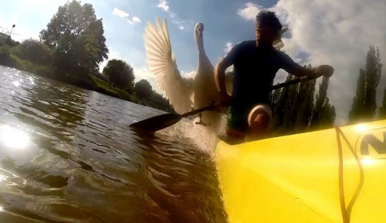 Takto zachytila útok obávaného labuťáka kamera umístěná na lodi v roce 2017