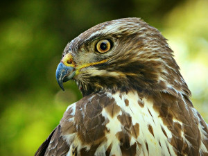 Létající fantóm je po roce zpět, na běžce opět u Plzně útočí známý dravec