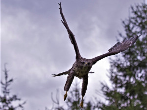 Není to nic příjemného, když na nic netušící běžce zaútočí z výšky ostrými pařáty takový dravec