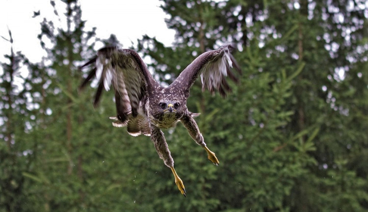 Není to nic příjemného, když na nic netušící běžce zaútočí z výšky ostrými pařáty takový dravec
