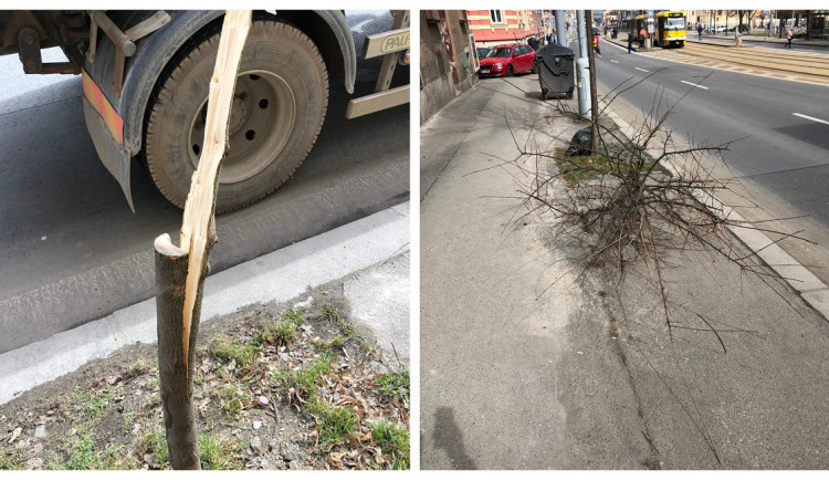 Vandalové se vyřádili na nově vysazeném javoru, ničí i lavičky a dětská hřiště