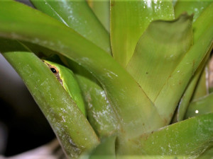 Černá pasažérka z Itálie se ukrývala v bedně s kedlubny, objevili ji až v prodejně