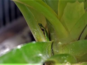 Černá pasažérka z Itálie se ukrývala v bedně s kedlubny, objevili ji až v prodejně