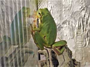 Černá pasažérka z Itálie se ukrývala v bedně s kedlubny, objevili ji až v prodejně