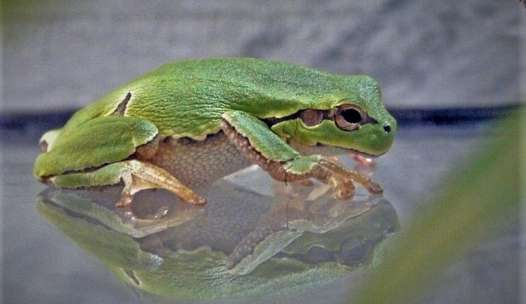 Černá pasažérka z Itálie se ukrývala v bedně s kedlubny, objevili ji až v prodejně
