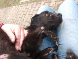 Fenka měla vyžraný kožich od blech a kolem čumáku lepící pásku, důvěru k lidem přesto neztratila