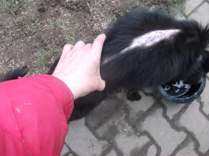 Fenka měla vyžraný kožich od blech a kolem čumáku lepící pásku, důvěru k lidem přesto neztratila