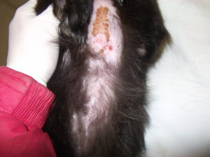 Fenka měla vyžraný kožich od blech a kolem čumáku lepící pásku, důvěru k lidem přesto neztratila