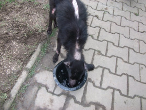 Fenka měla vyžraný kožich od blech a kolem čumáku lepící pásku, důvěru k lidem přesto neztratila