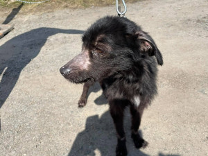 Nalezená fenka měla tělíčko plné otevřených ran a kolem čumáku lepící pásku