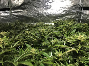 Konopí pěstoval muž ve speciálním stanu v garáži u svého domu