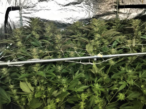 Konopí pěstoval muž ve speciálním stanu v garáži u svého domu