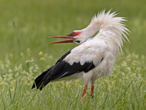 Kryštof je starý mazák