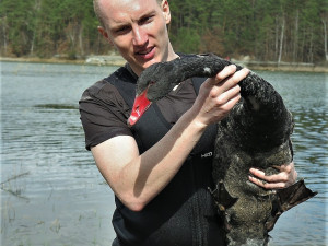 Unikátní černá labuť přiletěla na plzeňský rybník, záchranáři ji museli odchytit