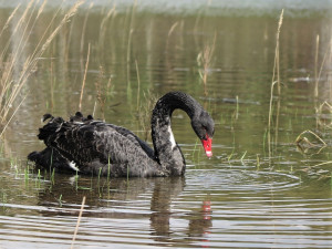 Unikátní černá labuť přiletěla na plzeňský rybník, záchranáři ji museli odchytit