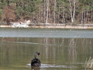 Unikátní černá labuť přiletěla na plzeňský rybník, záchranáři ji museli odchytit