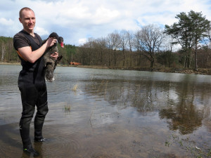 Unikátní černá labuť přiletěla na plzeňský rybník, záchranáři ji museli odchytit