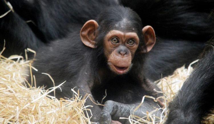 Malá šimpanzí holčička jménem Caila se už těší na návštěvníky zoo