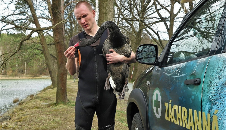 Radek Zeman dokázal chytit i unikátní černou labuť